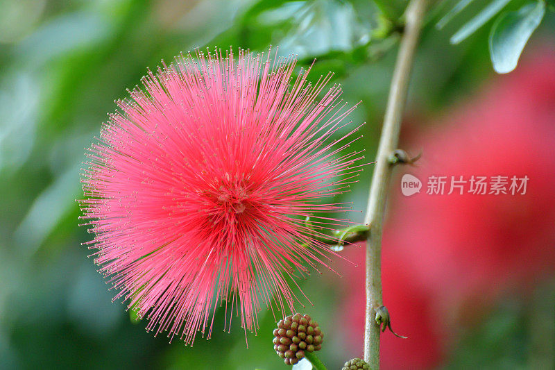 钱婆/红色粉扑&‘白花Albiflora’